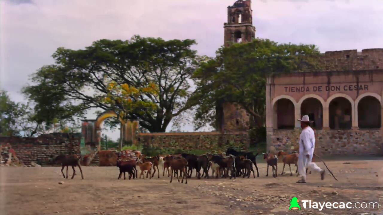 A man herding goats. A church, a large tree and a building in the background.